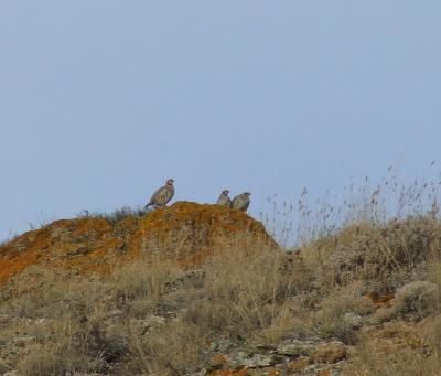 Прикрепленное изображение: kDSCF6091.jpg